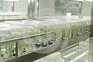 Plant tissue culture