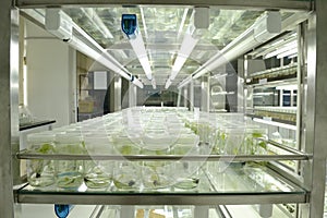 Plant tissue culture photo