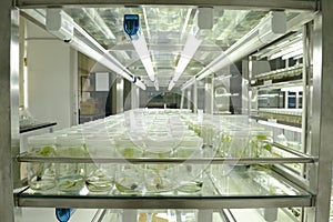 Plant tissue culture