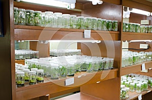 Plant tissue culture