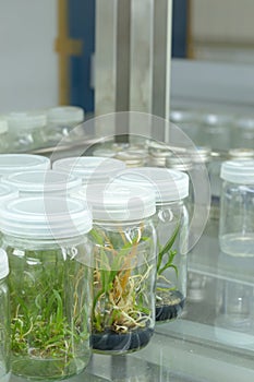 Plant tissue culture