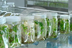 Plant tissue culture