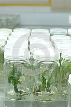 Plant tissue culture