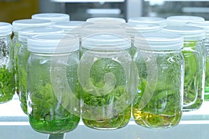 Plant tissue culture