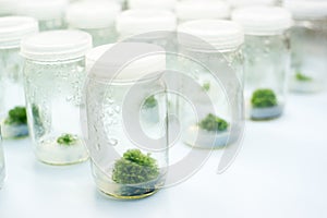 Plant tissue culture