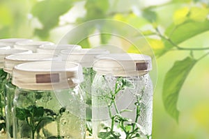 Plant tissue culture growing in laboratory bottles on green leaves blurred background for biotechnology and agriculture