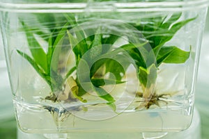 Plant tissue culture in the laboratory