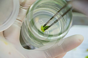 Plant tissue culture in the laboratory