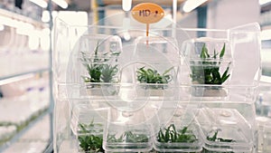 Plant tissue culture in the laboratory