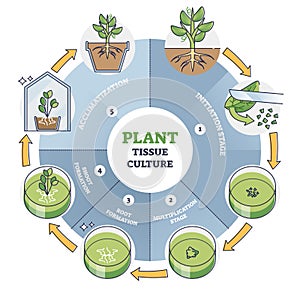 Plant tissue culture process stages with cells growth steps outline diagram
