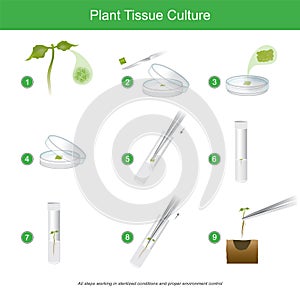 Plant Tissue Culture. Rare plant tissue culture with cutting some for plant reproduction to get a lot, and all steps working in photo