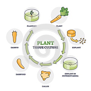 Plant tissue culture technique to maintain or grow cells outline diagram