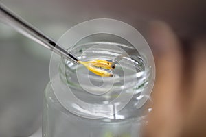 Plant tissue culture techniques in laboratory.
