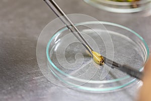 Plant tissue culture techniques in laboratory.