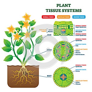 Plant Tissue Systems vector illustration. Labeled biology structure scheme.