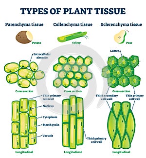 Plant tissue types vector illustration. Labeled educational structure scheme