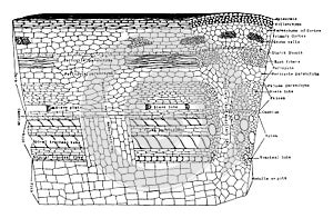 Plant Tissues vintage illustration photo