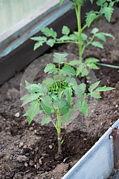 Plant Of Tomato Growing In Greenhouse In Summertime