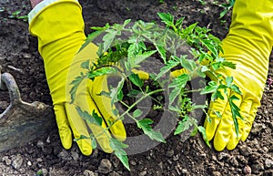 Plant tomato seedlings in the garden. Close-up of a gardener hand while growing tomato crops