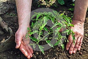Plant tomato seedlings in the garden. Close-up of a gardener is hands while growing tomato crops