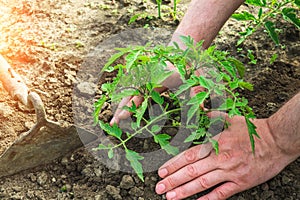 Plant tomato seedlings in the garden. Close-up of a gardener is hands while growing tomato crops