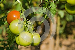 Plant of tomatoes. Green and red tomatoes.