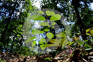 A plant at top of a cave in Withlacoochee State Forest.