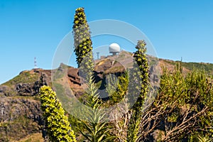 Plant on top of the Ninho da Manta viewpoint on Pico do Arieiro, Madeira. Portugal photo