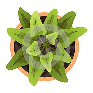 Plant top view in pot. Vector green leaves, home plant. Interior house gardening design. Isolated flower on white