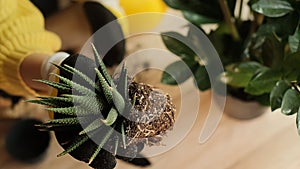 Plant transfer to another pot, close-up of a gardener holding a flower in his hand, a sprout, in the background gardening tools