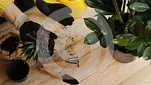 Plant transfer to another pot, close-up of a gardener holding a flower in his hand, a sprout, in the background gardening tools