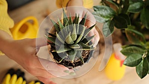 Plant transfer to another pot, close-up of a gardener holding a flower in his hand, a sprout, in the background gardening tools