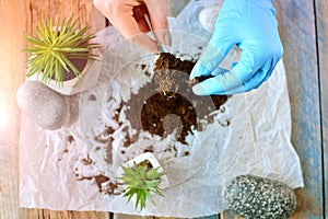 Plant transportation background. Home gardening concept. Gardener`s hands with substrate