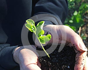 Planta un árbol 