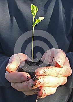 Planta un árbol 