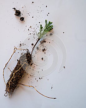 Plant a tree concept, Giant Sequoia seedling on white background.