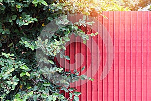 Plant tree and fence zinc red in summer - green leaf and zinc texture background