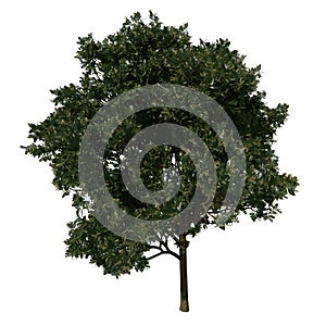 Front view tree Adolescent Red Lucky Seed 1 illustration vector