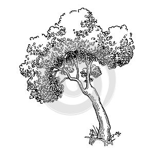 Plant tree forest icon outline, hand drawn vector. Garden drawing