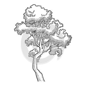 Plant tree forest icon outline, hand drawn vector. Garden drawing