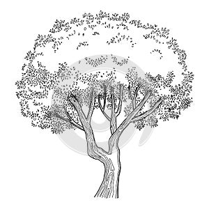 Plant tree forest icon outline, hand drawn vector. Garden drawing