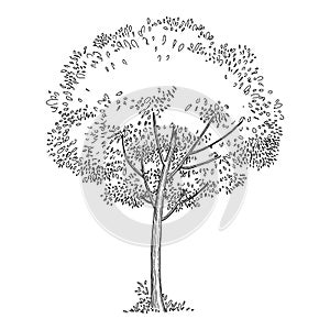 Plant tree forest icon outline, hand drawn vector. Garden drawing