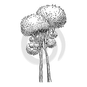 Plant tree forest icon outline, hand drawn vector. Garden drawing