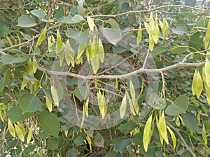 Plant tree fruit vegitable