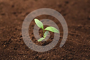 Plant a tree growing plant The soil and seedlings in the old hand