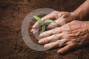 Plant a tree growing plant The soil and seedlings in the old hand