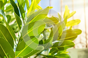 Plant tree leaf outdoors sunlight photosynthetic leaves produce green Chlorophyll science of nature