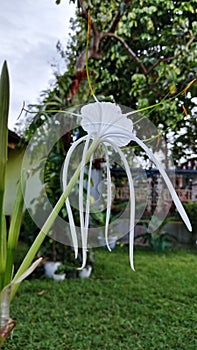 Beach Spider Lily Hymenocallis Speciosa, JardÃ­n BotÃ¡nico de Tallinn, Estonia frfont left side photo