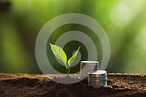 Plant a tree in nature,coffee tree,fresh