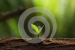 Plant a tree in nature,coffee tree,fresh